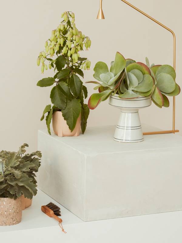 Retro-Zimmerpflanzen als Geschenk: Golden Oldies zur Einweihungsparty -  Plants & Flowers Foundation
