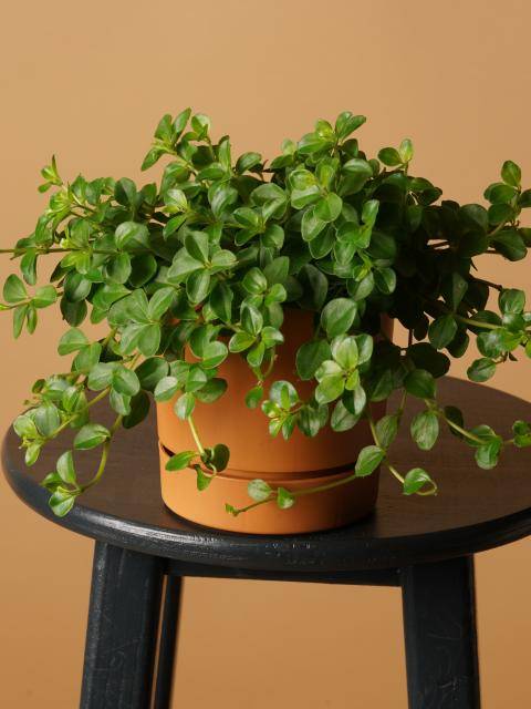 Peperomia Rotundifolia