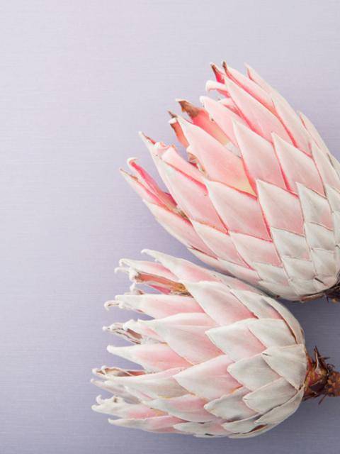 Protea