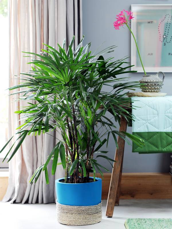 5 beliebte Zimmerpalmen fr dein Zuhause - Plants & Flowers Foundation