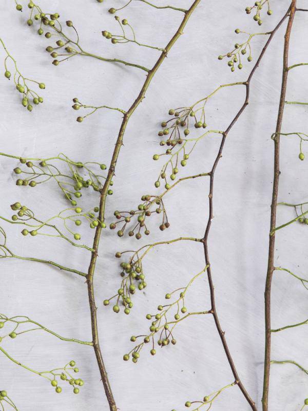 rozenbottel_mooiwatbloemendoen