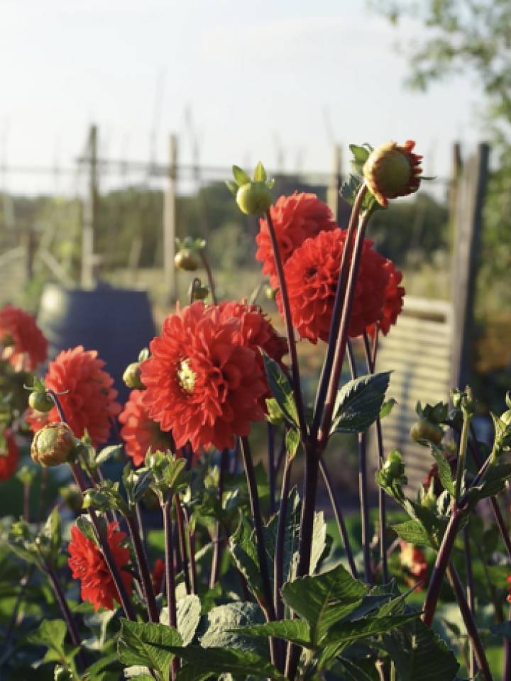 6f5cce_87d271da851e4ddbb14f714720a3ee79~mv2