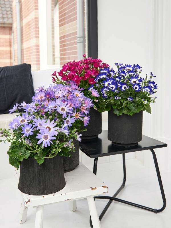 senecio_mooiwatplantendoen