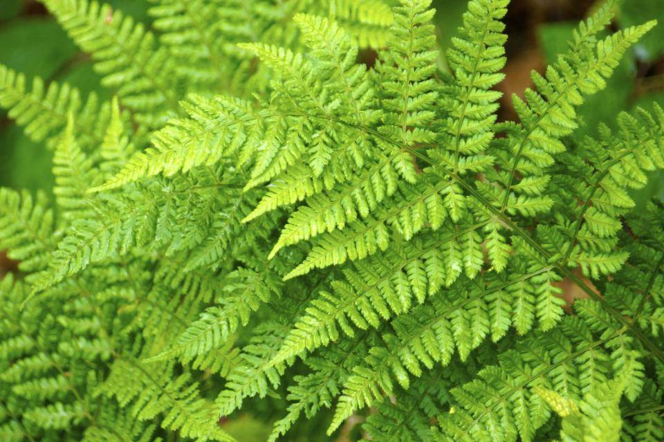 shutterstock_1103225024