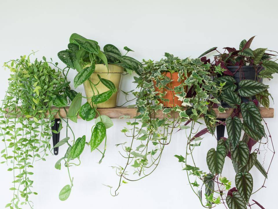 Vier hangplanten op een rij