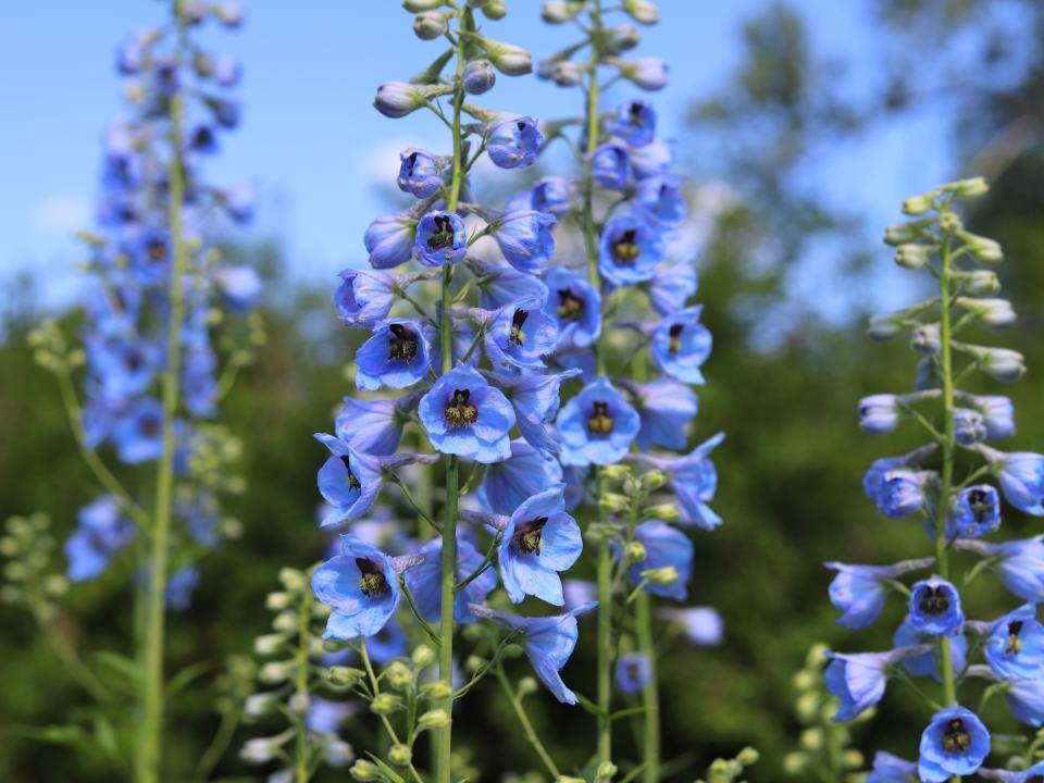 Delphinium