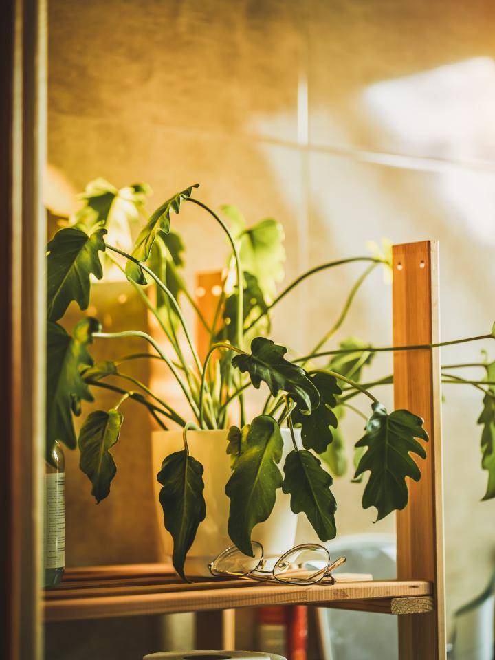 shutterstock_2230905619 (1)