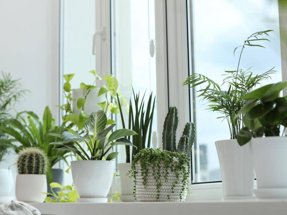 shutterstock_2307562077