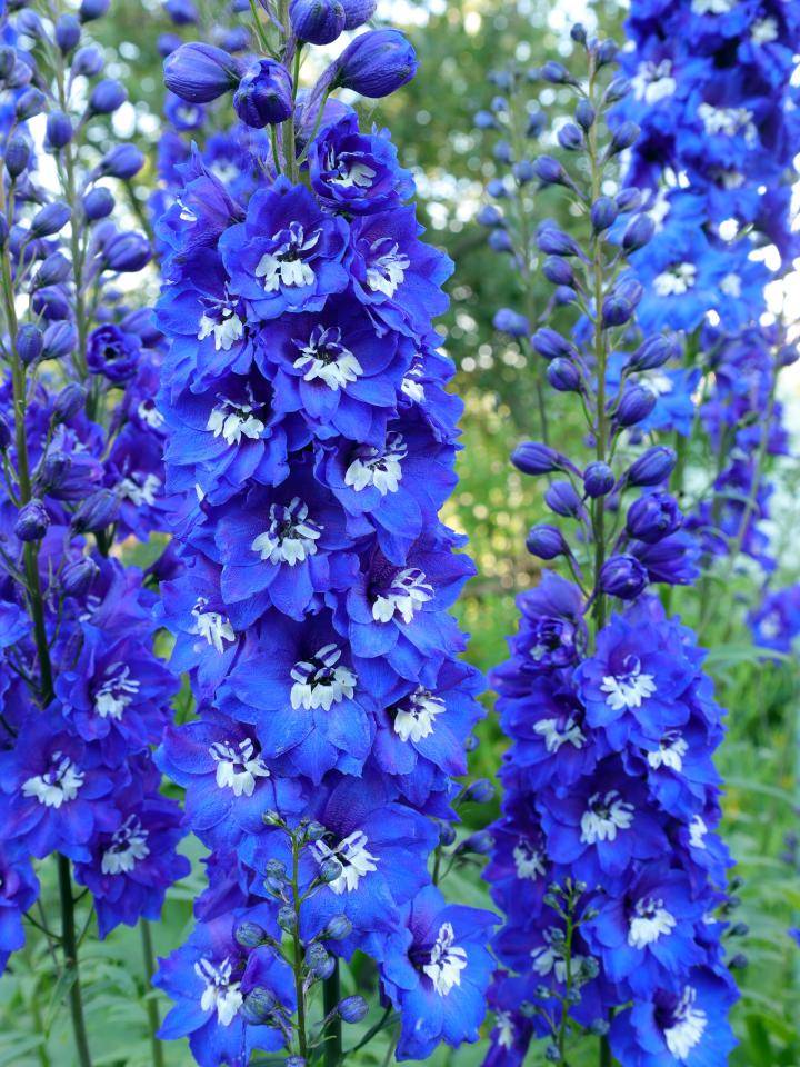 Delphinium