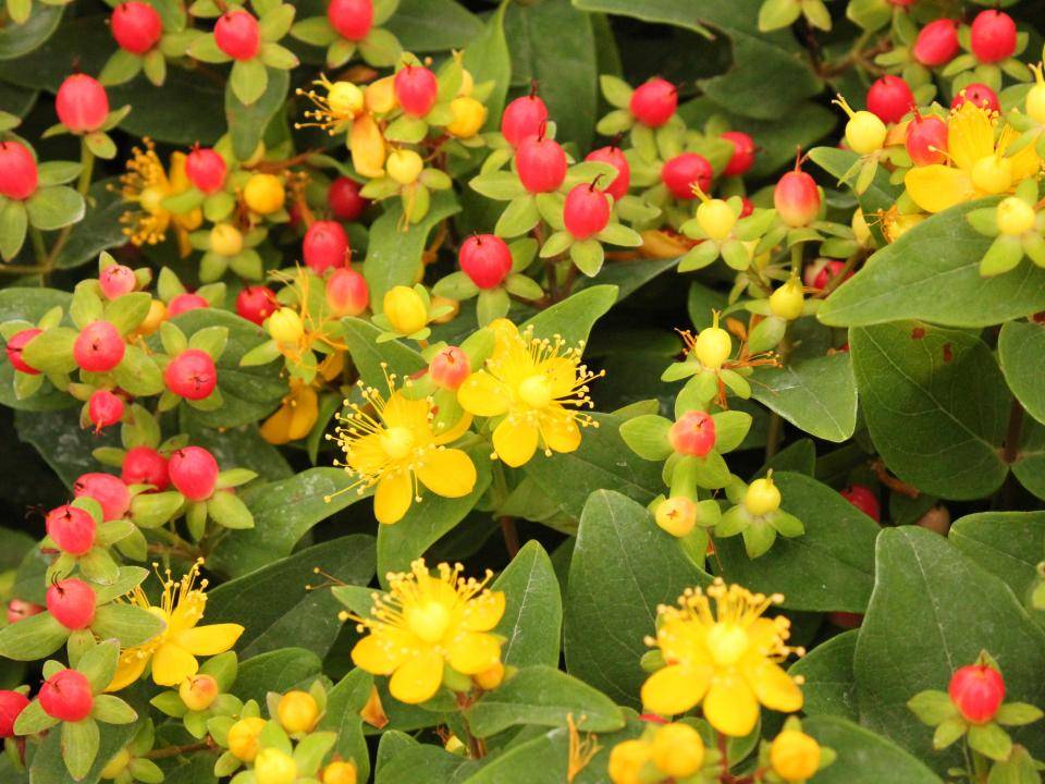 Hypericum