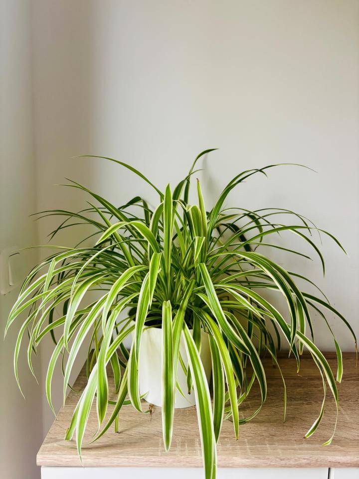 graslelie kamerplant hangplant