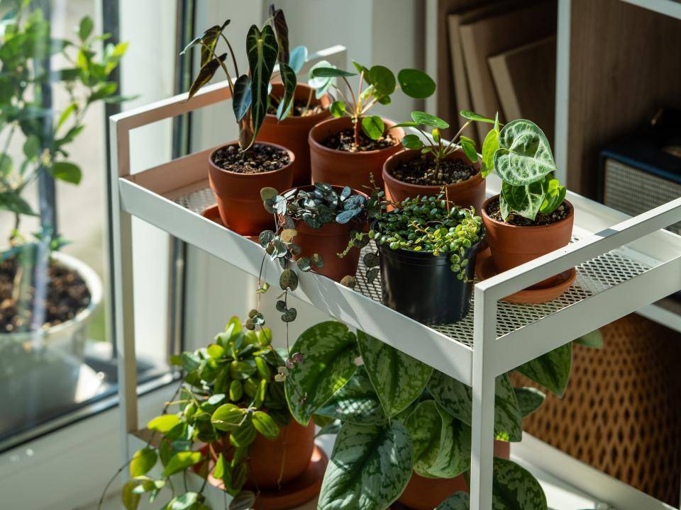 shutterstock_2451802943