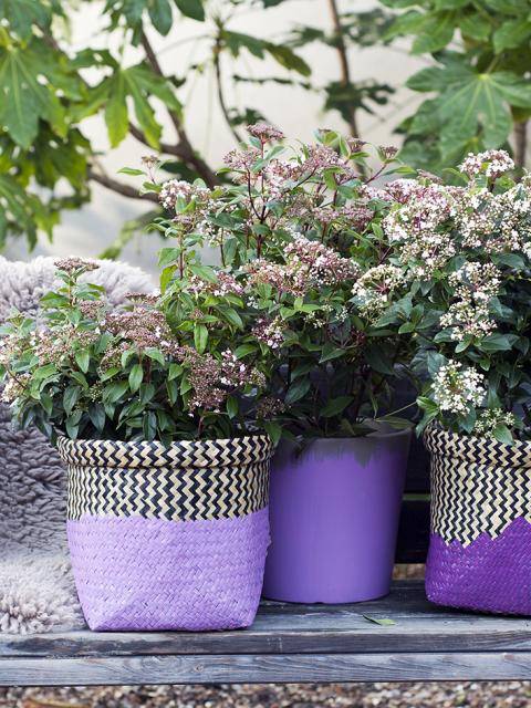 sneeuwbal (viburnum)