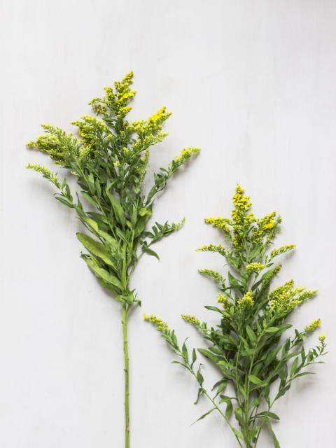 solidago2-low