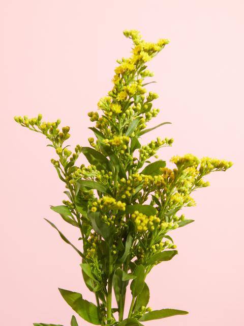 Solidago