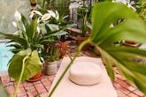 spathiphyllum aménagé