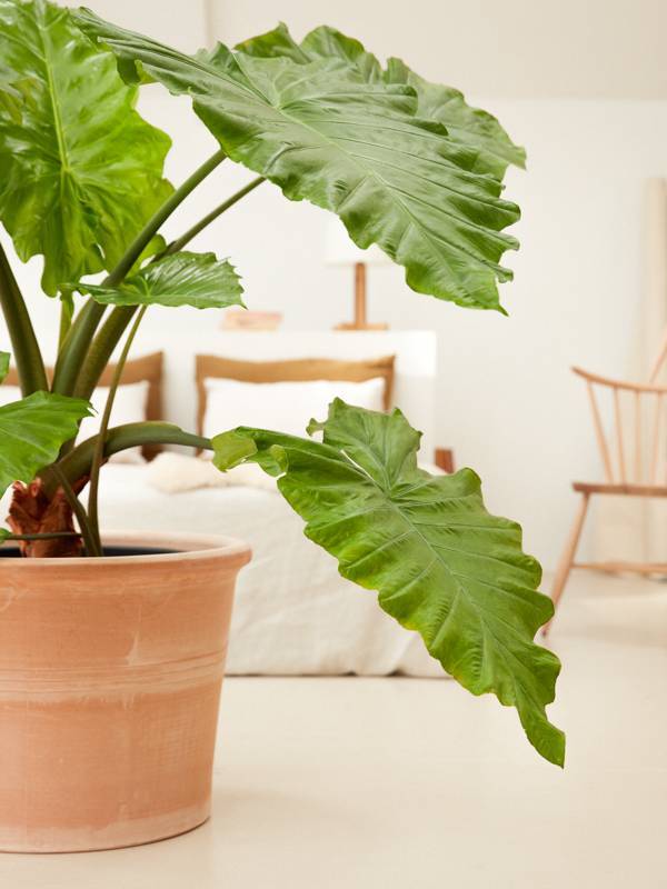 alocasia (olifantsoor) kamerplant close-up