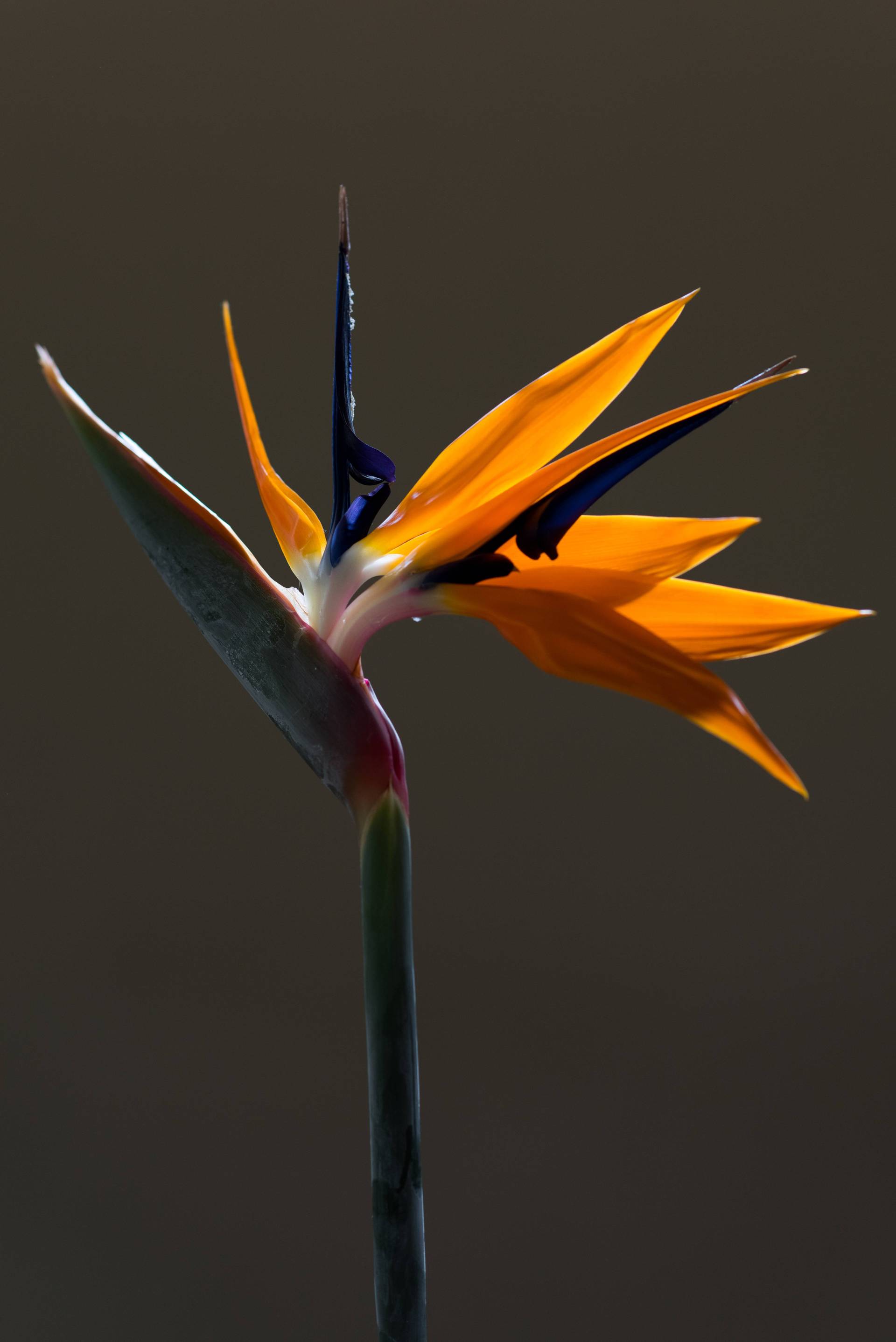 strelitzia bloem close-up