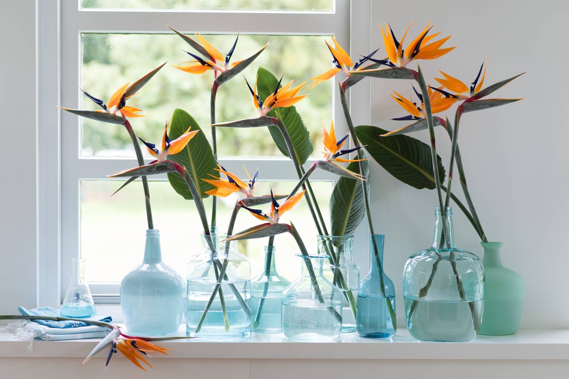 strelitzia-5_1.width-1920