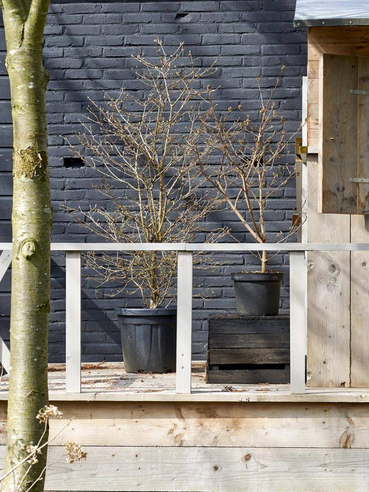 t01_2019_tuinslapers_6_viburnum_1preview