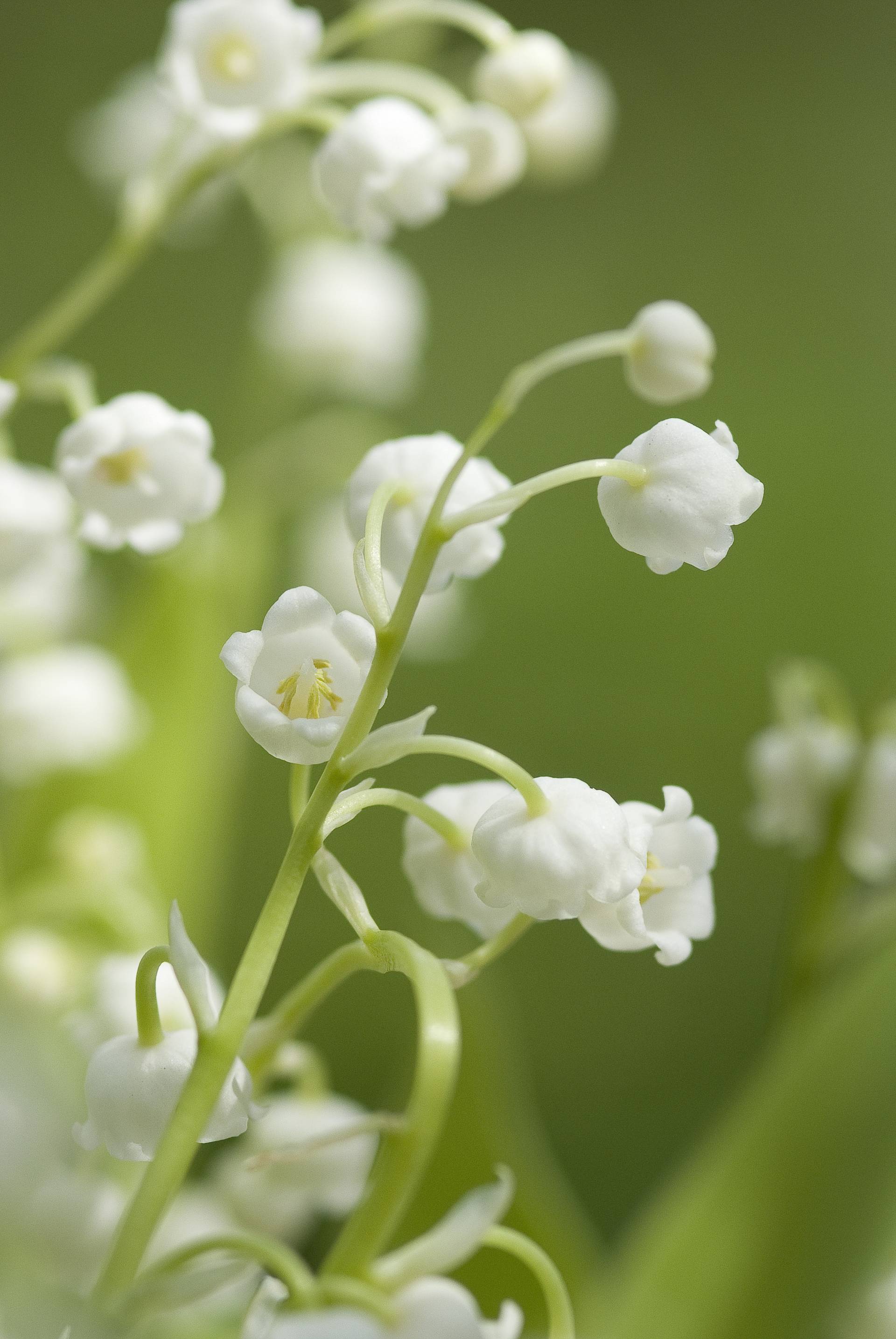 Lelietje van Dalen als tuinplant
