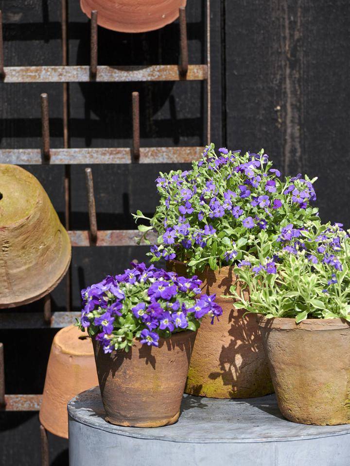 Aubrieta - Plants & Flowers Foundation