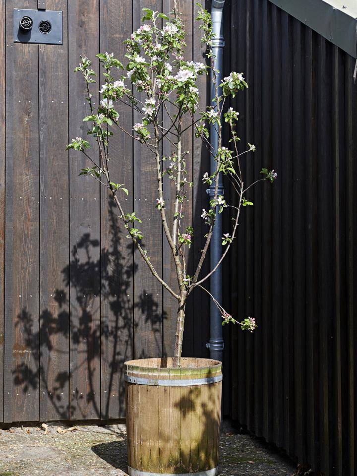 t3_bloesem_2019_appel_6preview_0