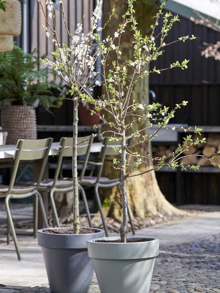 t3_bloesem_2019_pruim_8_1preview