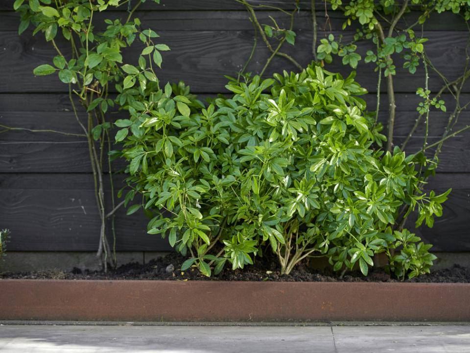 t5_geurende_blikbvanger_2019_8_choisyamed