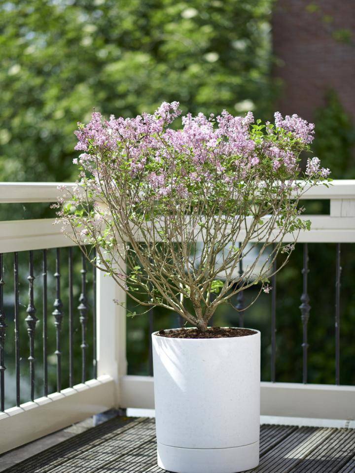 t5_geurende_blikbvanger_sering_2019_7_2med