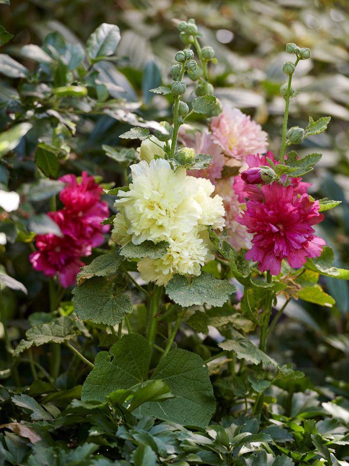 t7_insectenvrienden_8_alceapreview