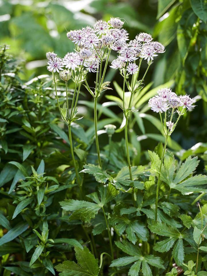 t7_insectenvrienden_9_astrantiapreview