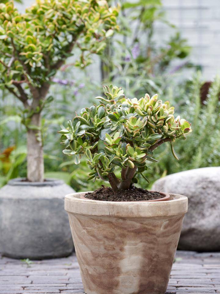t8-vakantieplant_7_crassula_med