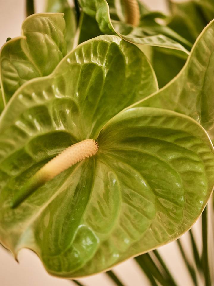 Anthurium vert