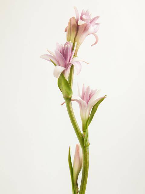 tubererosetubercosebbh_20202837-2.width-1920-2