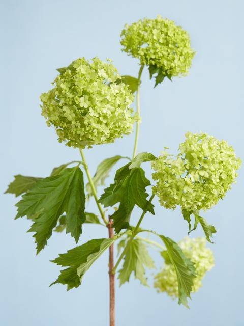 viburnum