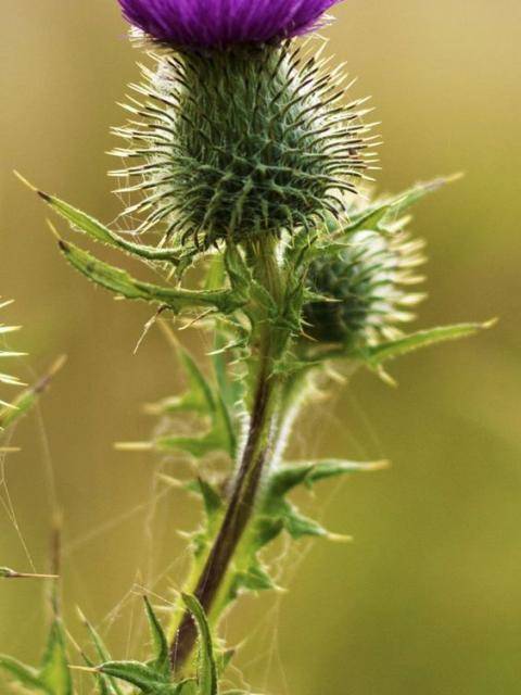Distel