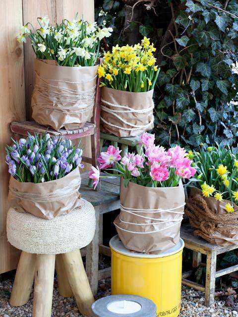 voorjaarsbloeiende bloembollen