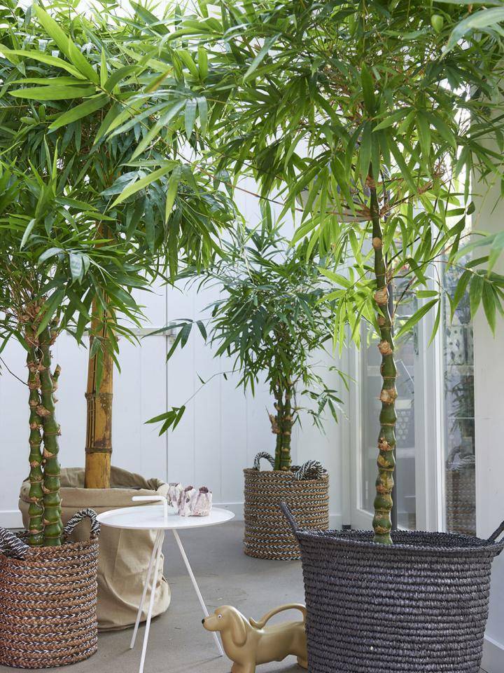 w10.2018.12.bambusa.low_