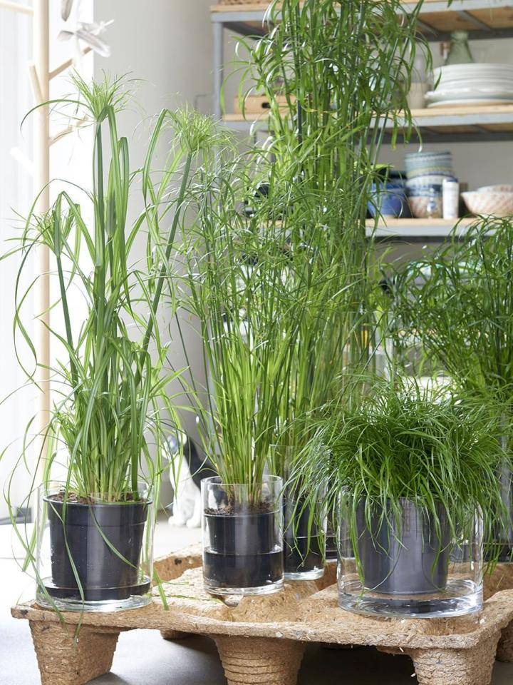 w10._2018.15a.cyperus.low__1