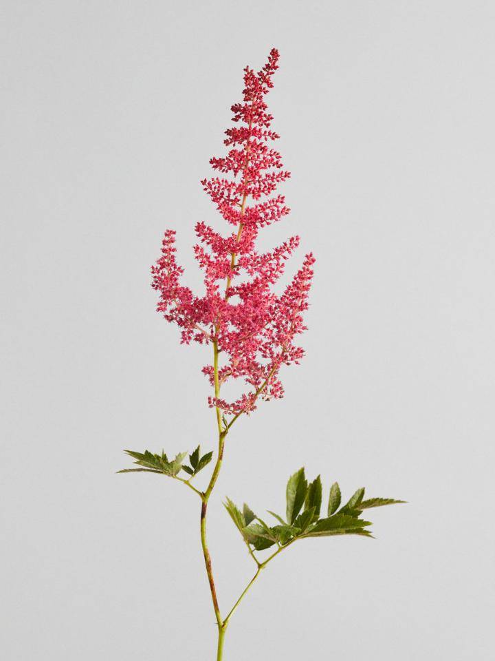 Astilbe bloemen in volle bloei met roze pluimen en groene bladeren, perfect voor schaduwrijke tuinen.