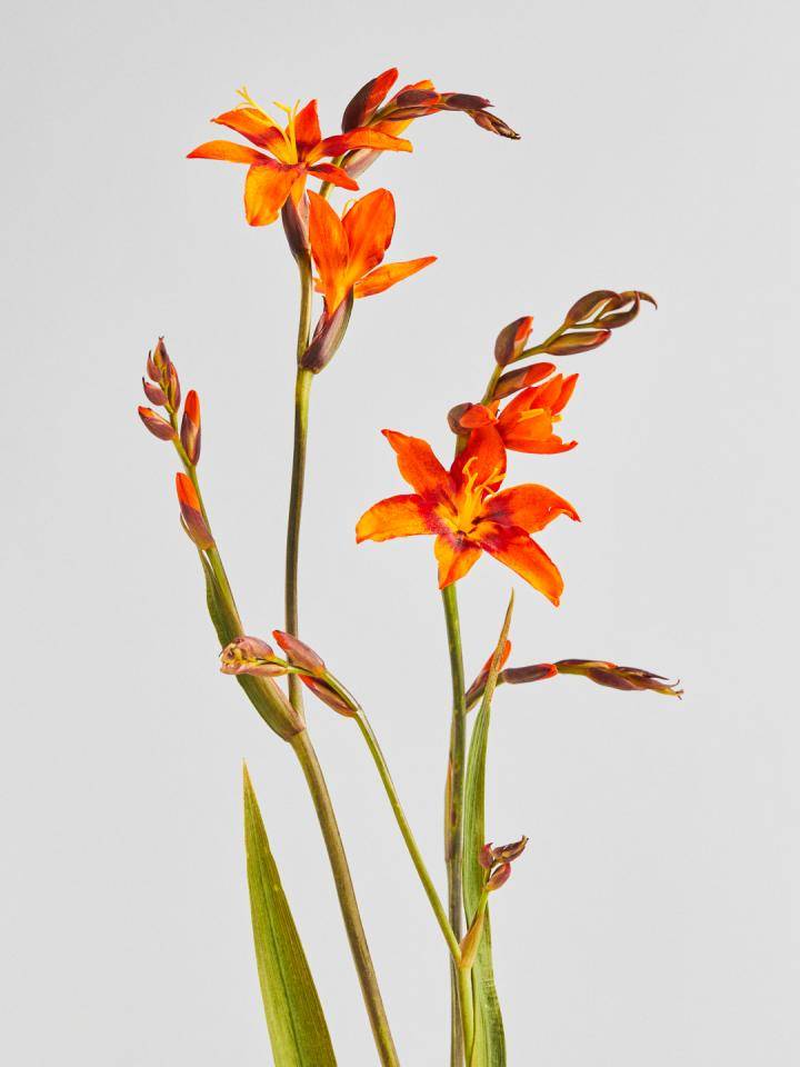 Crocosmia