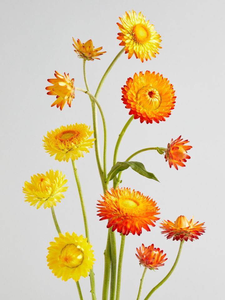 web_helichrysum_flower_agenda_2021_augustus06.width-1920