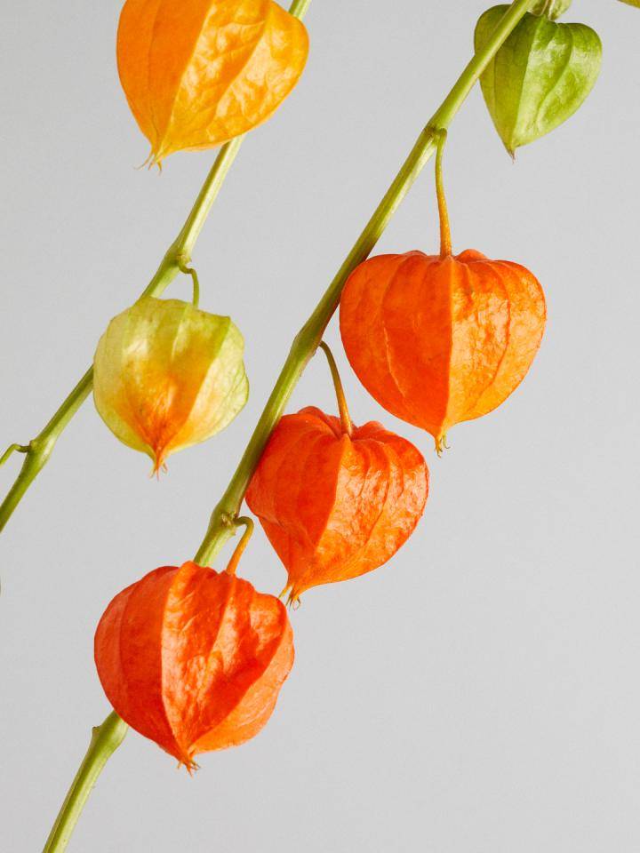 Physalis