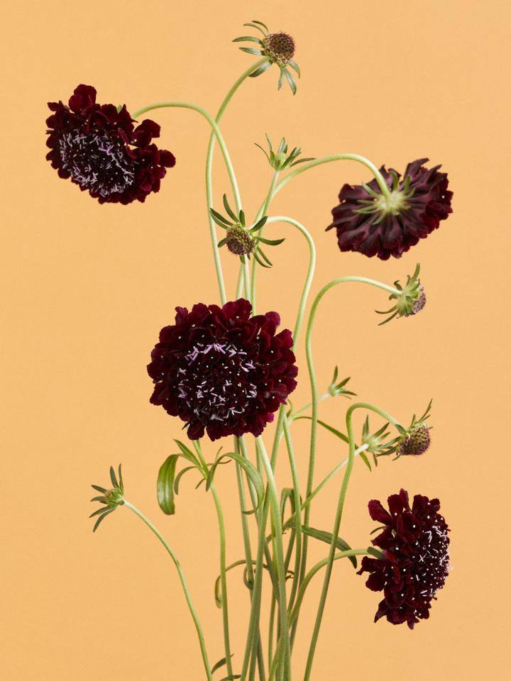 Scabiosa