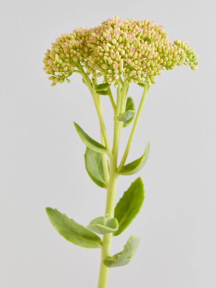 Gele Sedum close up
