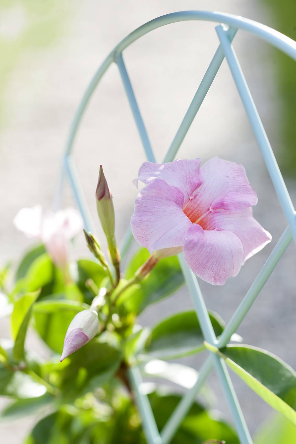 Mandevilla detail foto