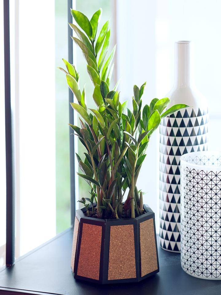 zamioculcas_diy_mooiwatplantendoen_3