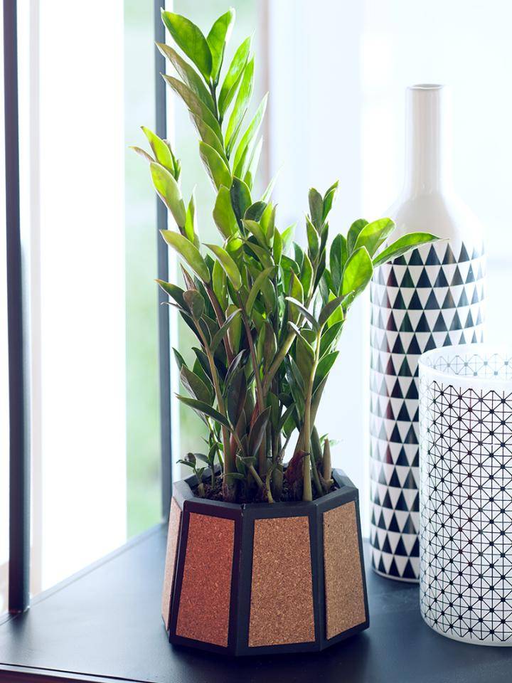 zamioculcas_diy_mooiwatplantendoen_3 (1)