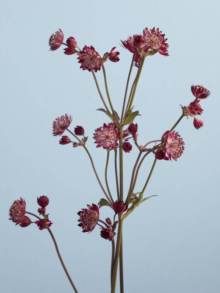 zeeuws knoopje close up